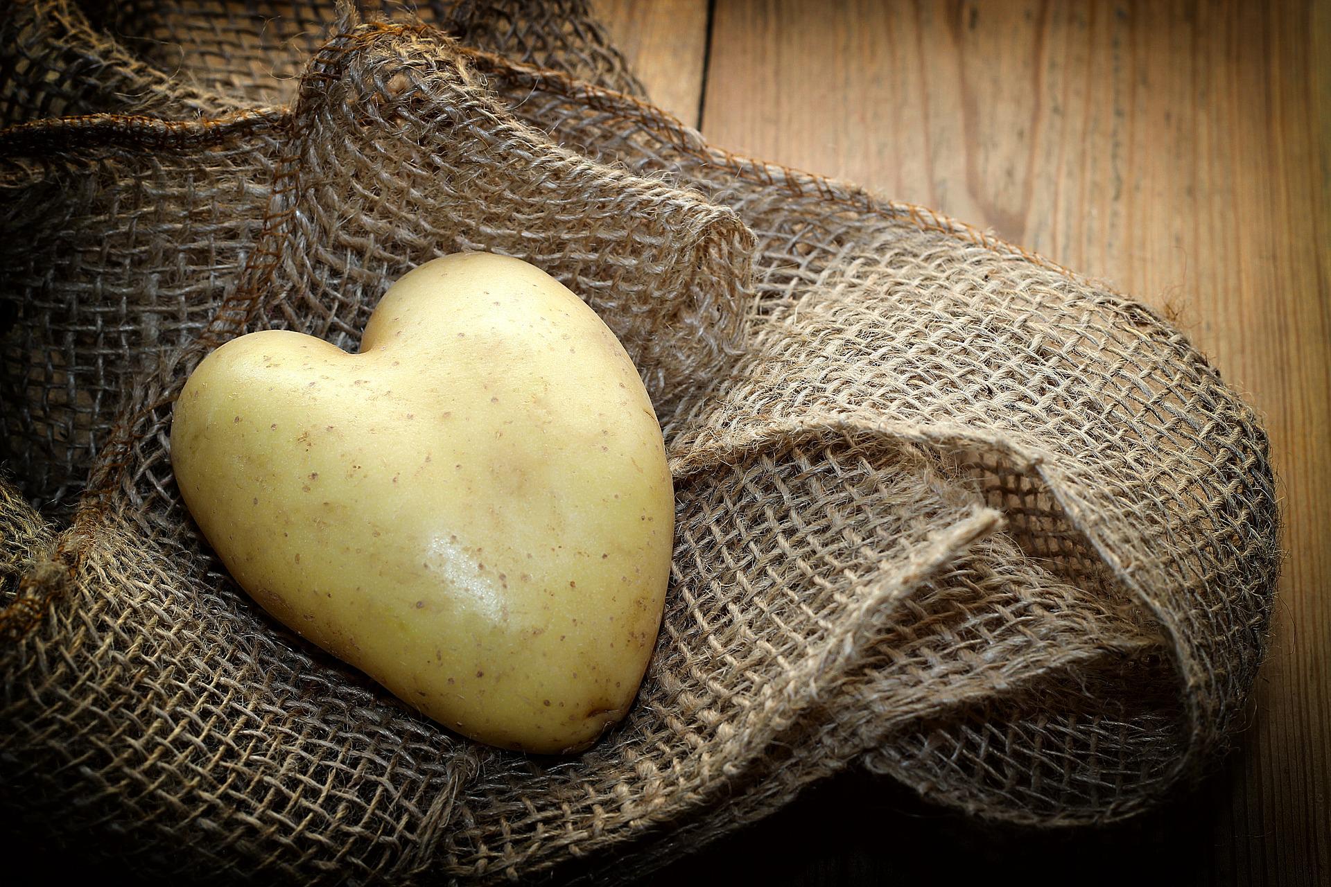 Die Kartoffel, auch "Erdapfel" genannt, liebt den Gäuboden.